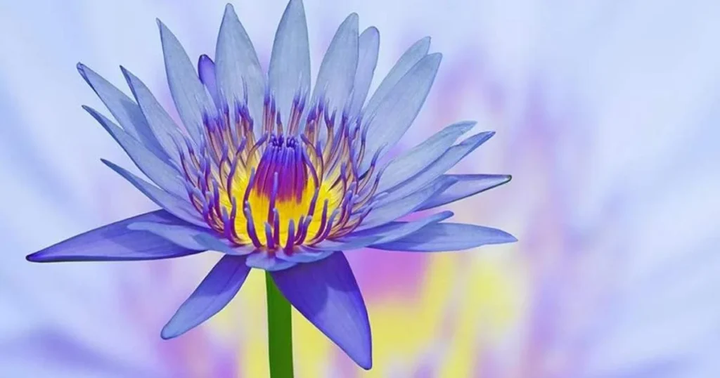 Benefits of Blue Lotus Flowers