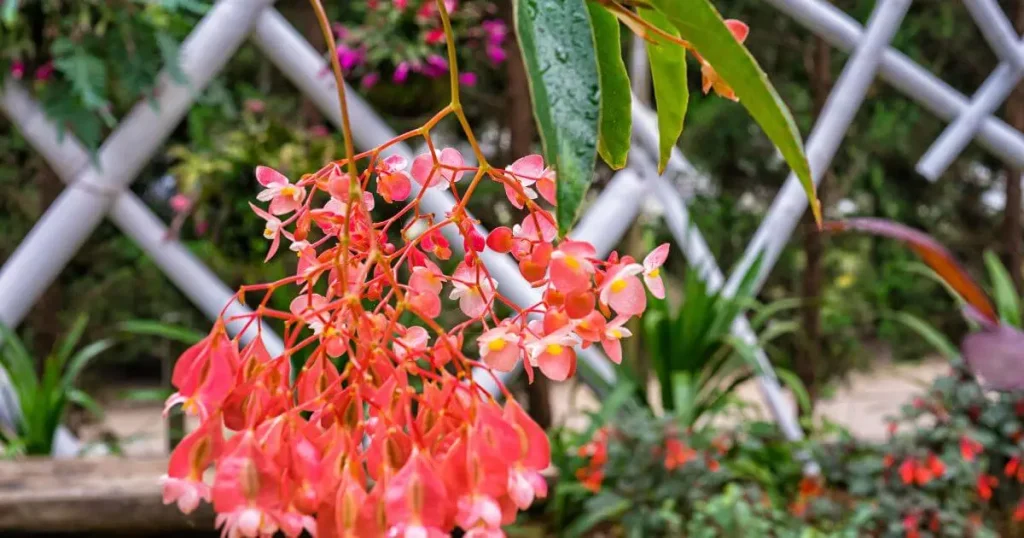 Dragon Wing Begonia