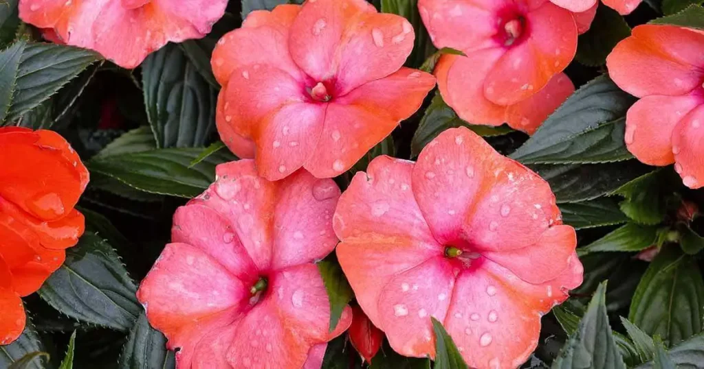 New Guinea Impatiens