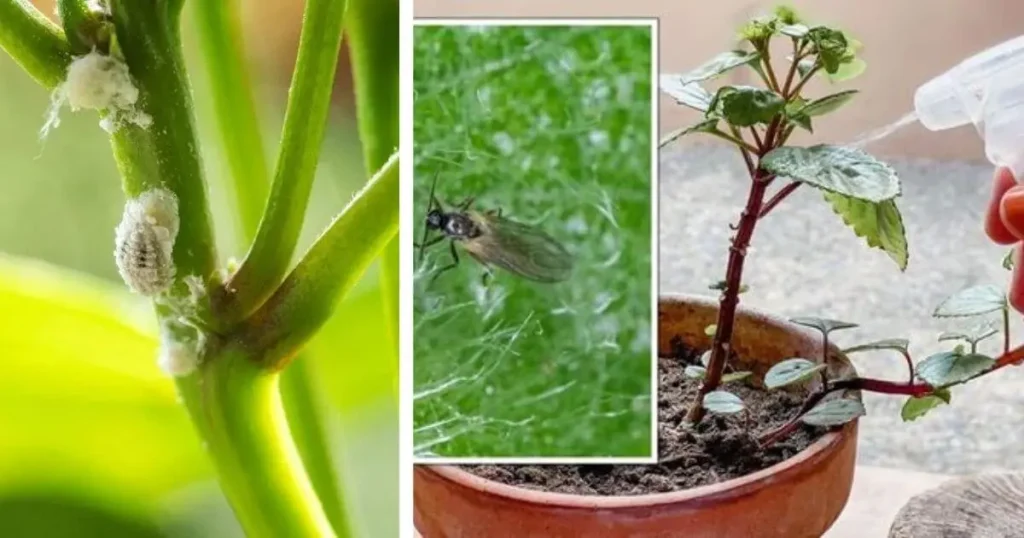 Fungus Gnats and mealybugs on plants-do indoor plants attract bugs