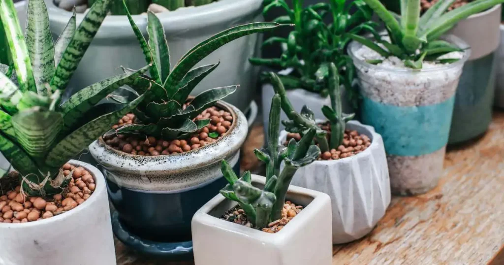 Indoor Plants-Best Indoor Air Purifying Plants