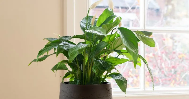 Peace Lily plant