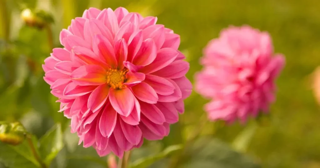 Zinnia Flower-Tips to Grow Zinnias