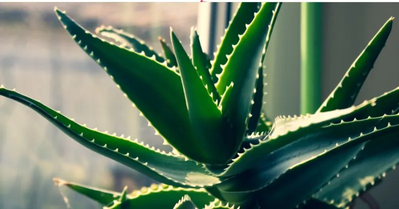 aloe vera