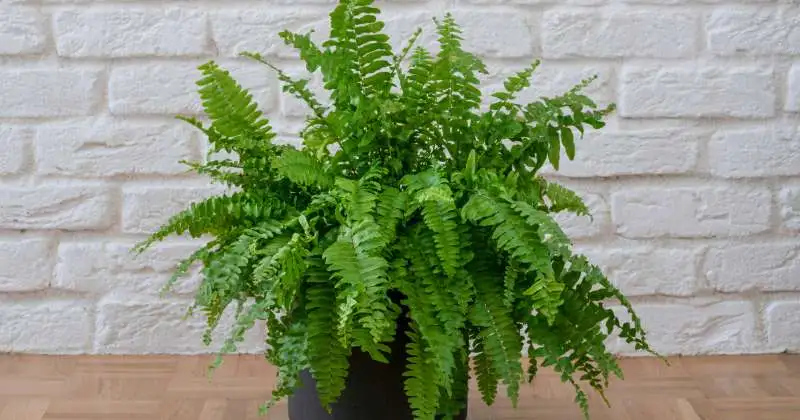 boston fern