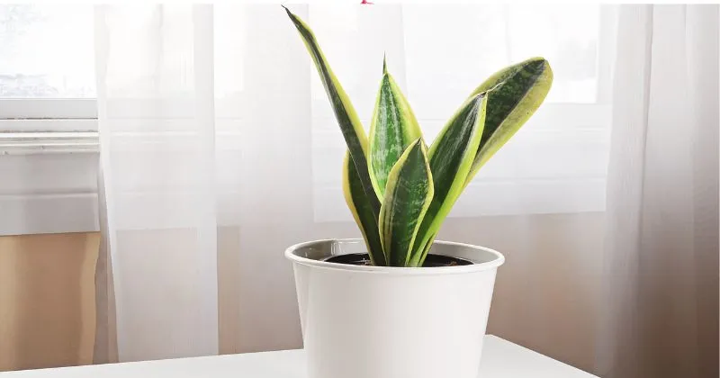 snake plant