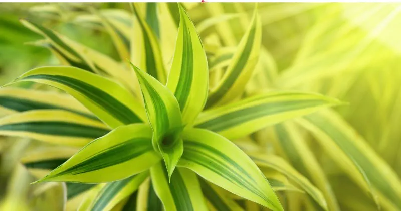 spider plant