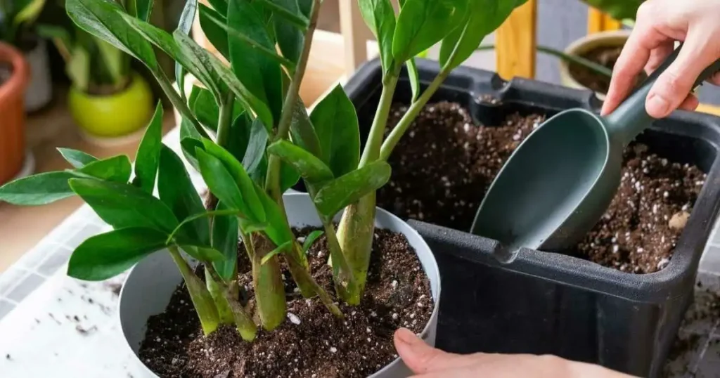 zz plant repotting-The Complete Guide to Repot ZZ Plant