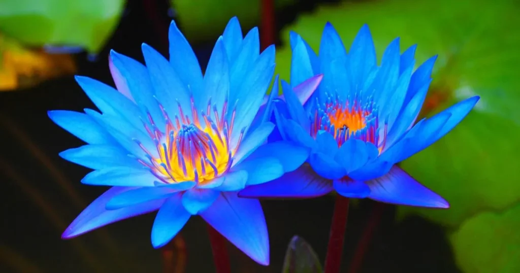 Blue Lotus - benefits of blue lotus flower