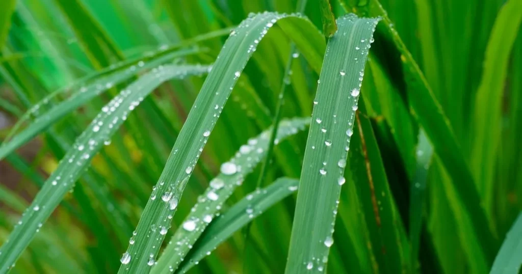 Lemongrass in the garden-Grow And Care For Lemongrass