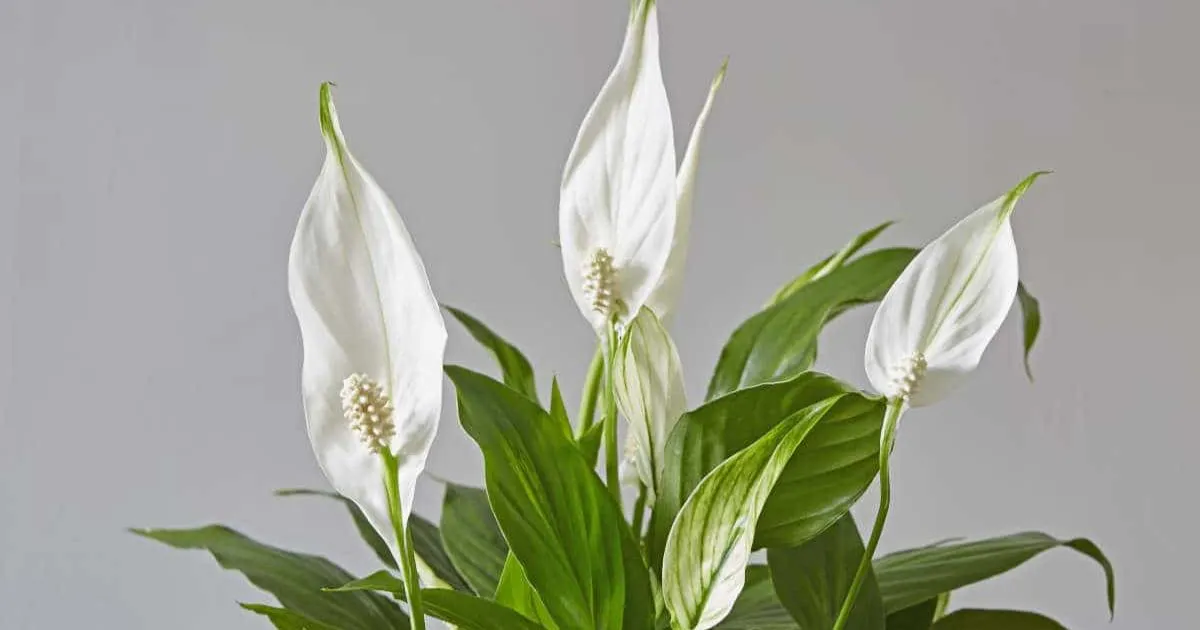 peace lily plant-how to grow and care for peace lily