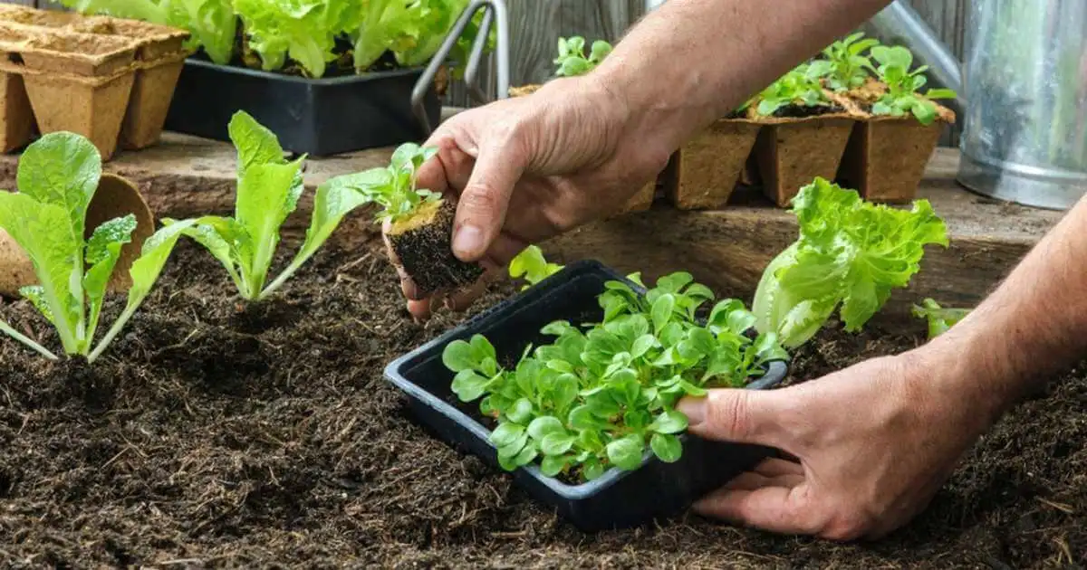 Home Gardening Tips for beginners